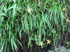 Ixeridium transnokoense