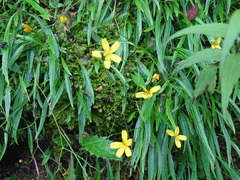 Ixeridium transnokoense