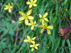 Ixeridium transnokoense