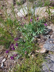 Oxytropis nitens