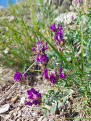 Oxytropis nitens