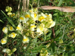 Linaria vulgaris