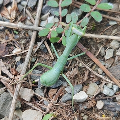 Hierodula transcaucasica