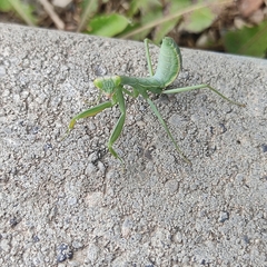 Hierodula transcaucasica