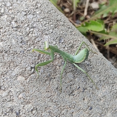 Hierodula transcaucasica