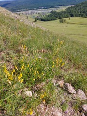 Astragalus propinquus