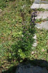 Aconitum soongaricum