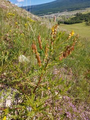 Astragalus propinquus