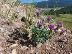 Oxytropis nitens