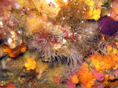 Antennella secundaria