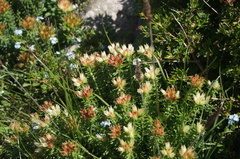 Rhodiola dumulosa