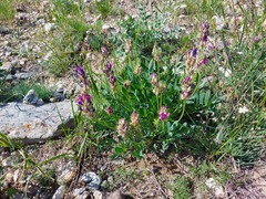 Oxytropis nitens