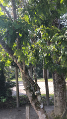 Paubrasilia echinata