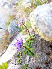 Phyteuma globulariifolium
