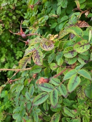 Rosa spinosissima