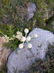 Angelica capitellata