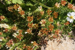Rhodiola dumulosa