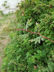 Rosa spinosissima