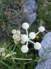 Angelica capitellata