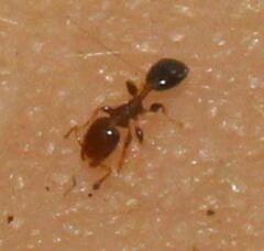 Xenomyrmex floridanus