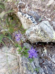 Phyteuma globulariifolium