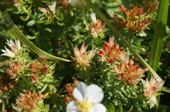 Rhodiola dumulosa