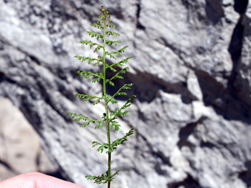 Image of Cystopteris alpina by (c) Wolfgang Jauch, some rights reserved (CC BY)
