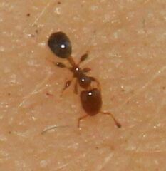 Xenomyrmex floridanus