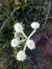Angelica capitellata