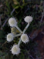 Angelica capitellata
