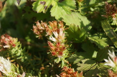 Rhodiola dumulosa