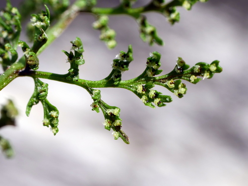 Image of Cystopteris alpina by (c) Wolfgang Jauch, some rights reserved (CC BY)