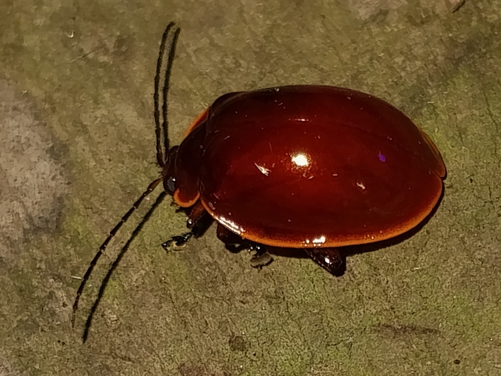 Alagoasa aurora