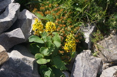 Ligularia sibirica