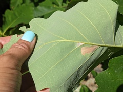 Cameraria hamadryadella