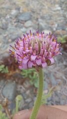 Polyachyrus fuscus