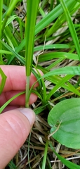 Carex atratiformis