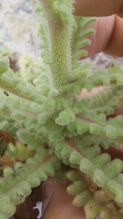 Polyachyrus fuscus