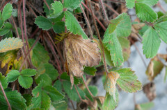 Phragmidium fragariae