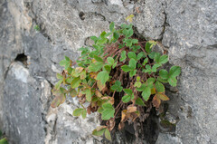 Phragmidium fragariae