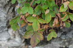 Phragmidium fragariae