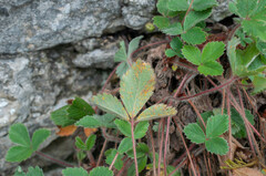 Phragmidium fragariae