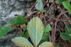 Phragmidium fragariae