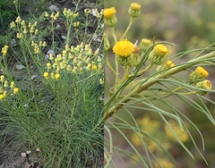 Senecio chrysocoma