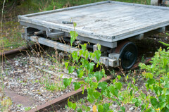 Betula pendula pendula