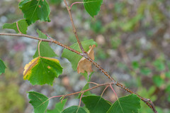 Betula pendula pendula