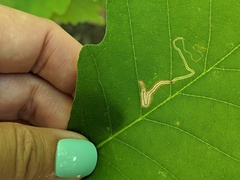 Stigmella quercipulchella