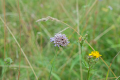 Microbotryum scabiosae