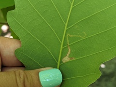 Stigmella quercipulchella
