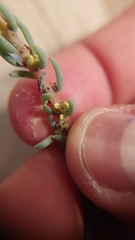 Suaeda foliosa